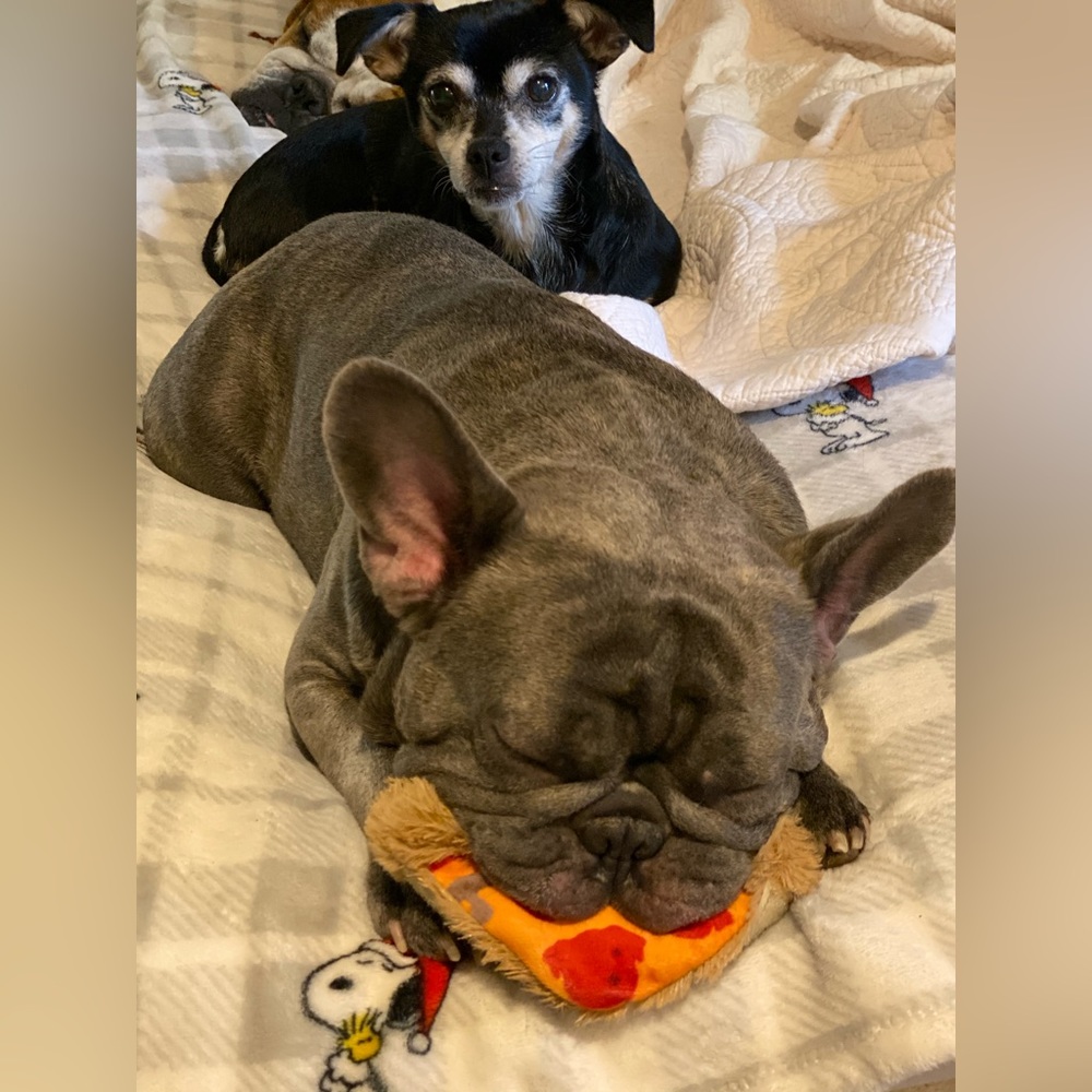 Meet your Posher, Mia - Picture 10 of 16